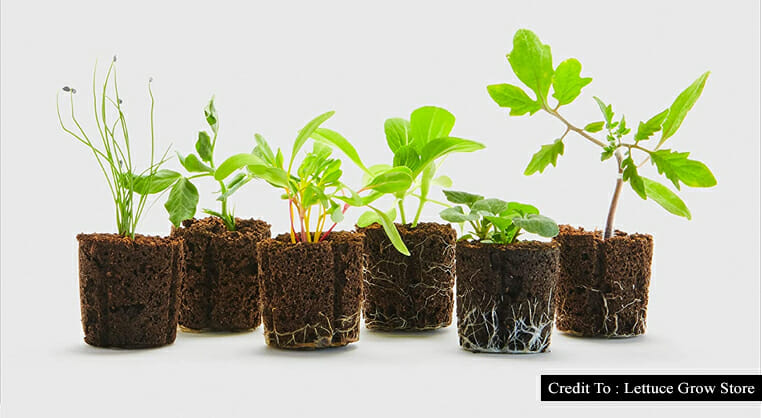 growing lettuce indoors